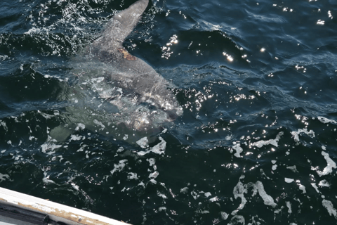 Belfast Lobster Fishing Experiences — Midcoast Maine Haul Traps & Feast: Maine Lobster Boat Experience