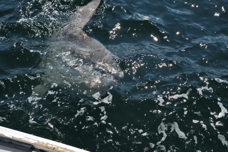 Belfast Lobster Fishing Experiences — Midcoast Maine Haul Traps & Feast: Maine Lobster Boat Experience