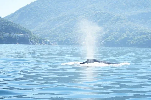 Puerto Vallarta : 3 heures d'observation des baleines et de plongée en apnée