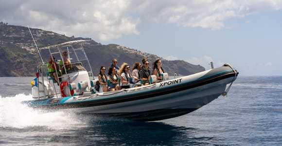 Funchal: RIB Whale Watching Cruise and Optional Dolphin Swim