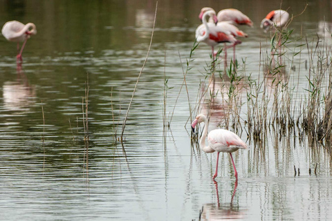 From Alicante: Day Trip to Valencia and the Albufera with Boat Ride From Alicante in English