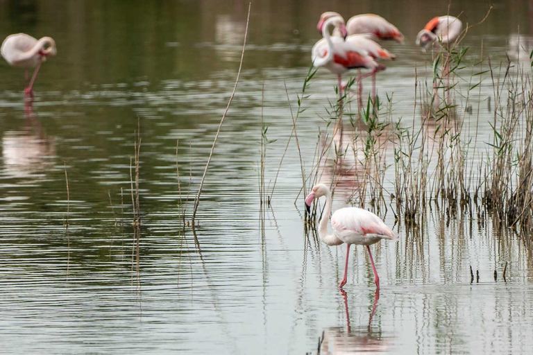 From Alicante: Day Trip to Valencia and the Albufera with Boat Ride From Alicante in English