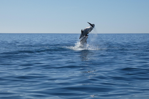 Delfinbeobachtung im Arrábida Naturpark