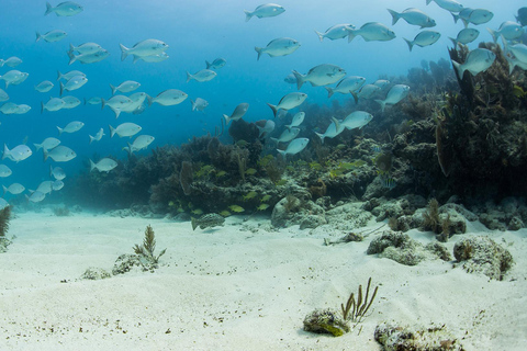 Marathon: Sombrero Reef Snorkeling Tour