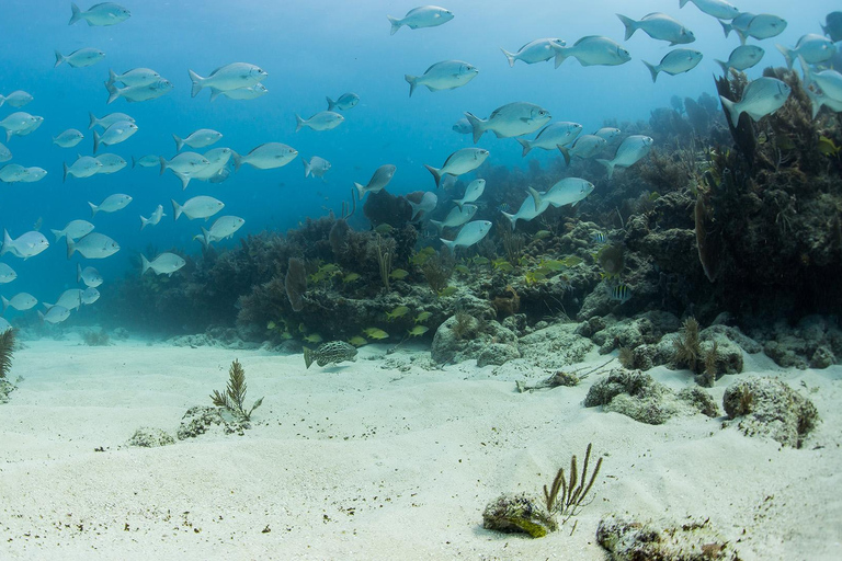 Marathon: Sombrero Reef Snorkeling Tour