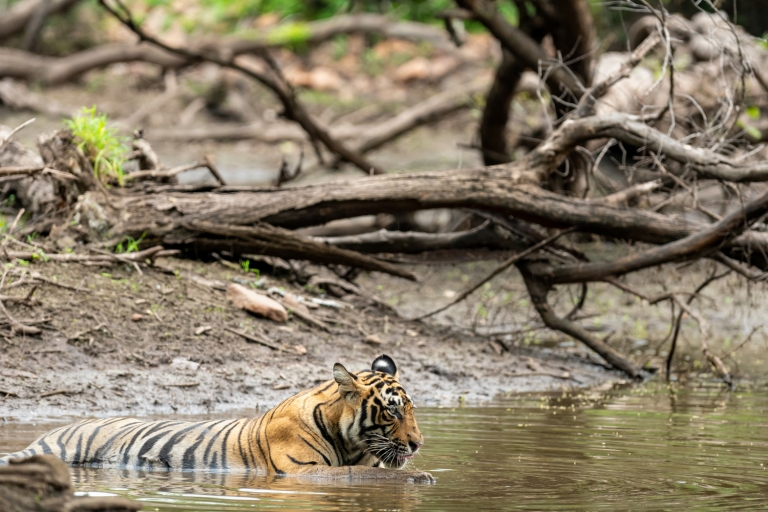 Prywatna wycieczka nocna: Jaipur – safari tygrysów Ranthambore