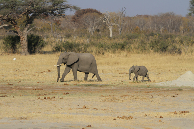 Victoria Falls: Safari game drive tour 3 hours