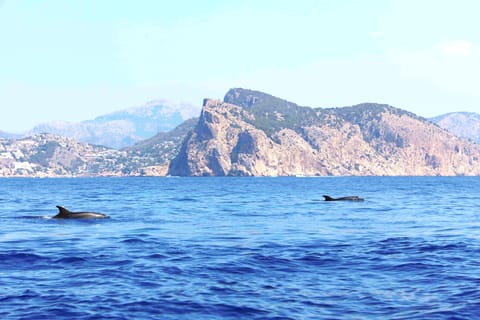 PALMA CRUISES Delfinbeobachtung am Nachmittag