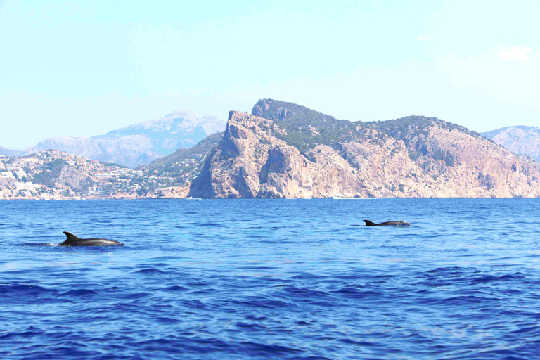 From Palma: 3-Hour Morning Dolphin Watching Boat Tour Meeting Point: Corner Hotel Negresco 9:40 Pickup