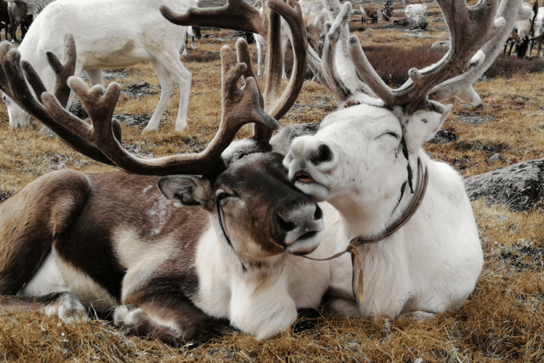 North Mongolia: 13-Day Reindeer Family Visiting Tour
