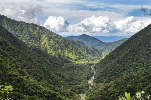 Manu: Amazon Jungle Wildlife & Macaw Clay Lick Tour