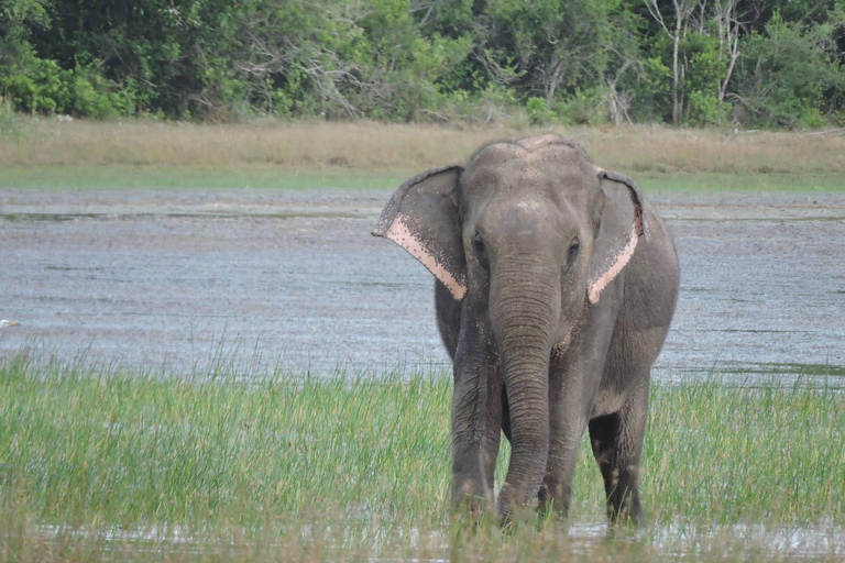 Yala/Mirissa: All Inclusive Full-Day Safari at Yala Park Mirissa/Weligama: All Inclusive Full-Day Safari at Yala Park