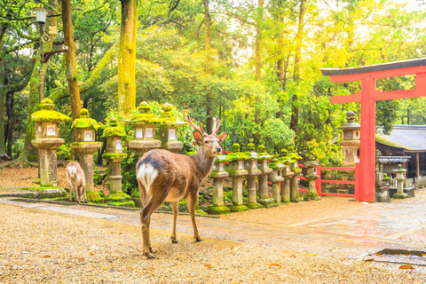Osaka: Nara Private Day Tour