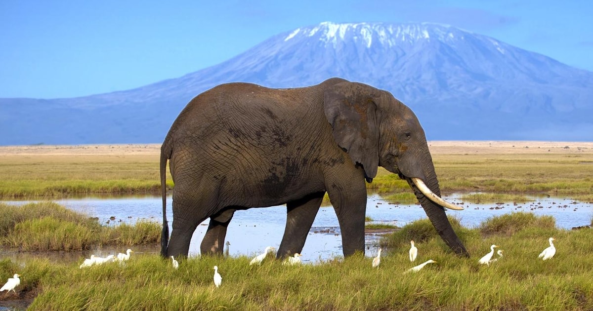 Dages Amboseli National Park Safari P Aa Lodge Getyourguide