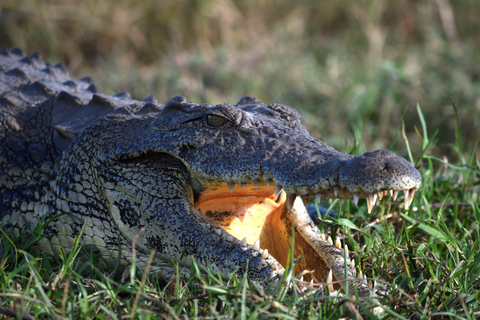 Victoria Falls: Safari game drive tour 3 hours