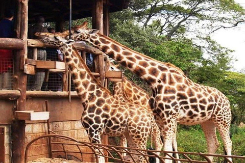 Nairobi National Museum, Giraffe Centre & Bomas of Kenya