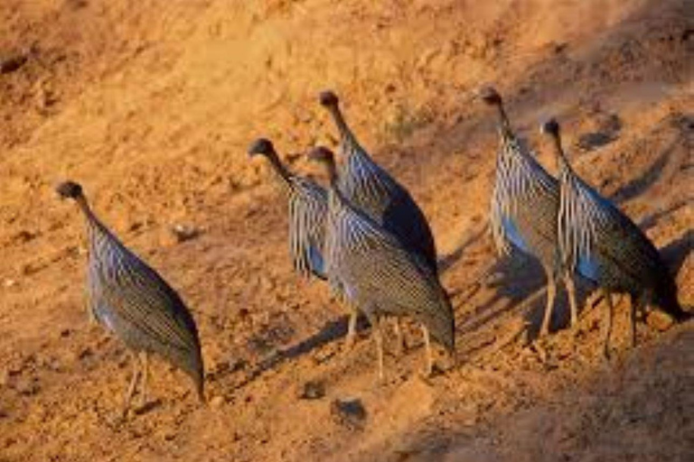 Overnight Safari to Tsavo East From Diani Beach