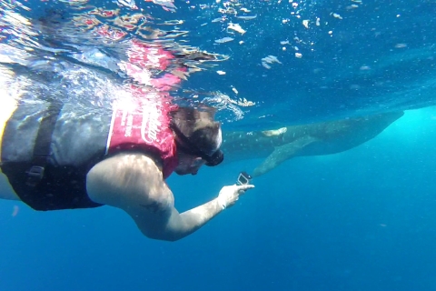 Wycieczka z rekinami wielorybimi w Cancún