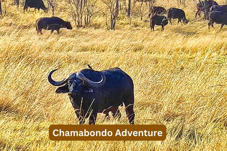 Victoria Falls: Chamabondo Adventure (Copy of) Small Group Tour chamabondo lunch