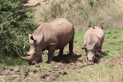 Nairobi National Park Halve dag/volledige dag gamedrive