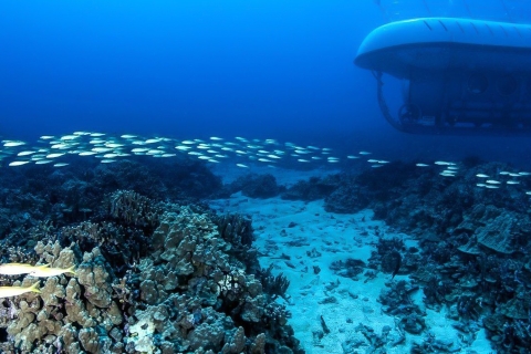 Desde Kona: aventura submarina submarina en Big Island