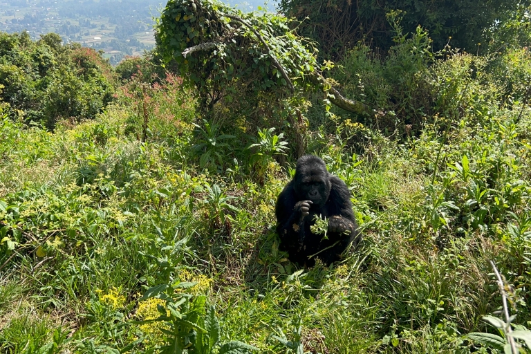 Experiencia de senderismo de 4 días por los gorilas de Ruanda y Uganda