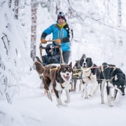 Small-scale intimate Wilderness Dogsledding 2h from Tromsø