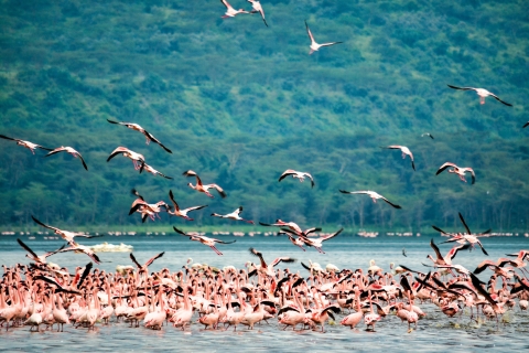 Tansanias Wildtier- und Kultur-Odyssee: 7-tägige Safari