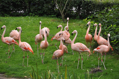 Parque Zoológico de Varsóvia com transporte particular5 horas no zoológico com transporte particular