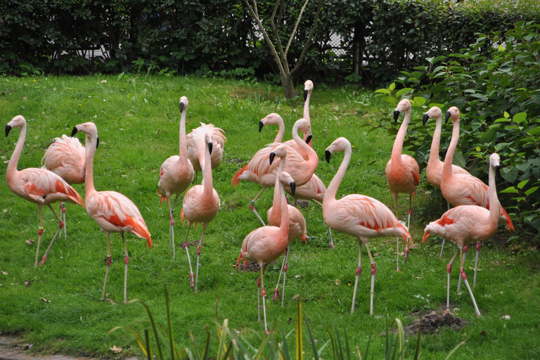 Parque Zoológico de Varsóvia com transporte particular5 horas no zoológico com transporte particular