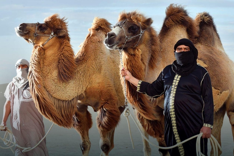 Balade à dos de chameau - Une expérience inoubliable dans le désert !Balade à dos de chameau - Une expérience inoubliable dans le désert