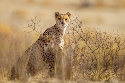 Sansibar: 3-tägige Flugsafari in die Serengeti