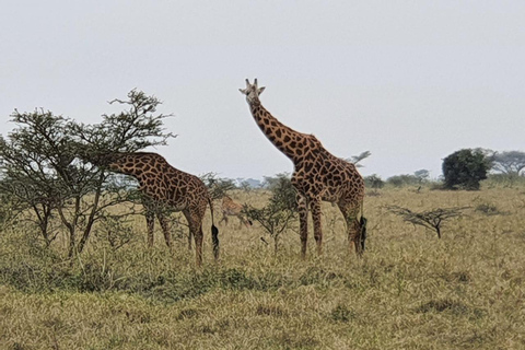 Tagestour zum Tsavo Ost-Nationalpark von Mombasa aus