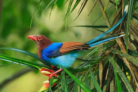 Da Panadura, Wadduwa, Waskaduwa a Ella, passando per Yala Safari e altroPanadura, Wadduwa, Waskaduwa a Ella, via Yala Safari e altro