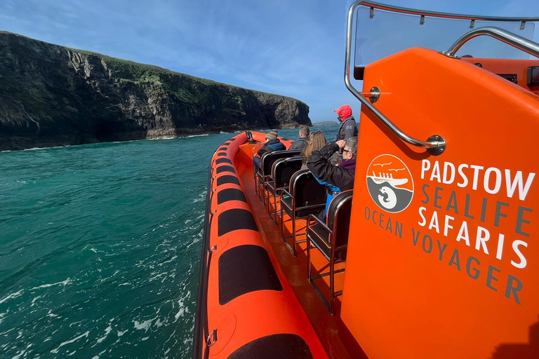 Padstow: Guided RIB Sealife Safari