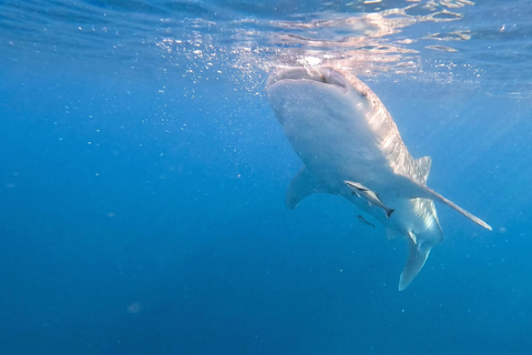 From Boracay: Whale Shark Experience with Free Transfers Libertad Whale Shark Experience (Join-in)