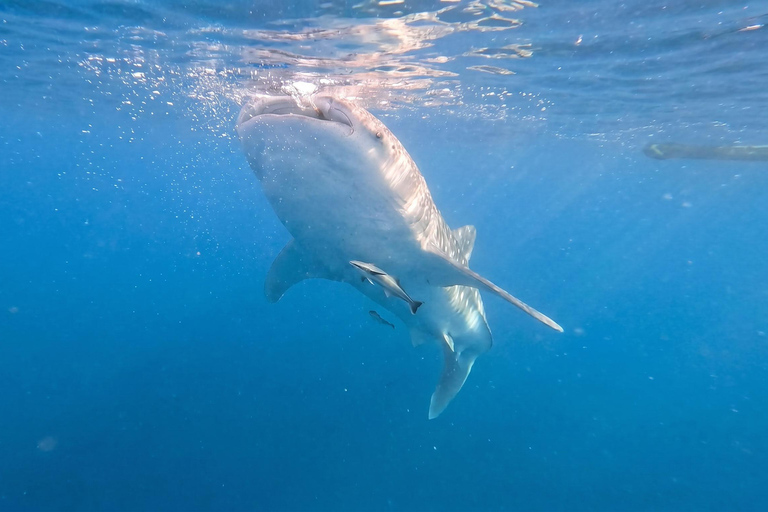 From Boracay: Whale Shark Experience with Free Transfers Libertad Whale Shark Experience (Join-in)