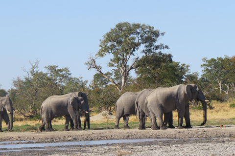Victoria Falls: Hwange National Park Full-Day Safari