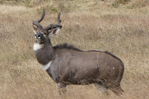 4 days Bale Mountains Wildlife & Nature Tour