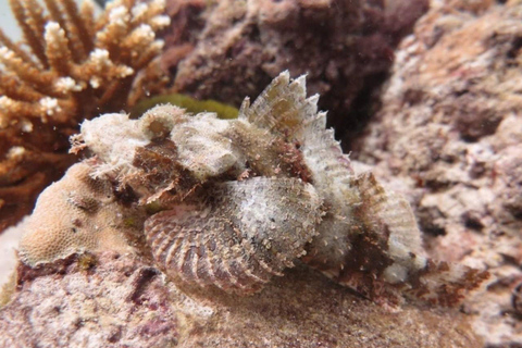 Phuket: Ilha Racha e Ilhas Coral + mergulho na praia