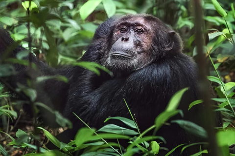 乌干达：3 天布温迪大猩猩和基巴莱黑猩猩徒步之旅乌干达：布温迪大猩猩和基巴莱黑猩猩徒步之旅（3 天）
