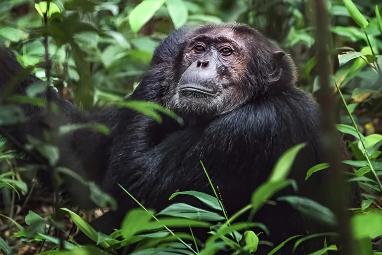 乌干达：3 天布温迪大猩猩和基巴莱黑猩猩徒步之旅乌干达：布温迪大猩猩和基巴莱黑猩猩徒步之旅（3 天）