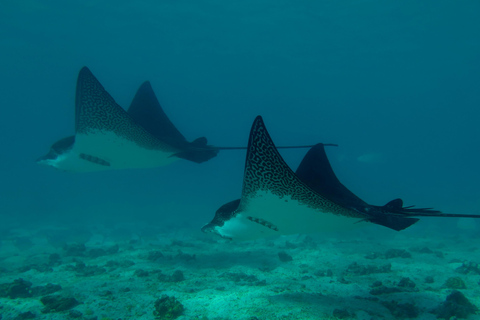 From Puerto Ayora: Santa Fe Island Snorkeling Day Tour