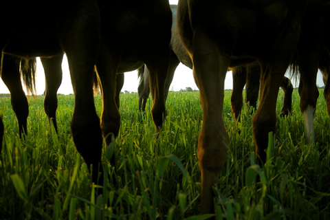 Chevaux, Asado et Nature. Une journée dans une ferme de pur-sang