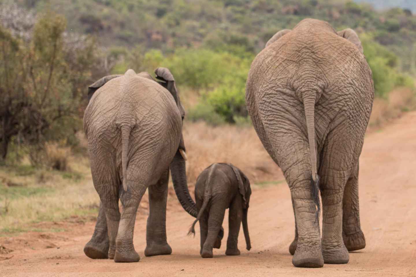 Pilanesberg Nature Safari: Guided Wildlife Tour
