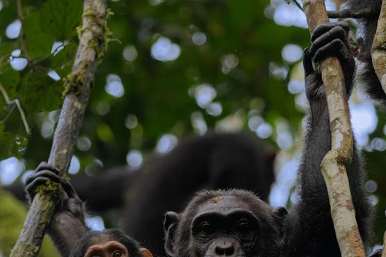 Uganda: 7-Day Bwindi Gorilla Safari Tour with Guide