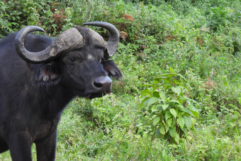 Arusha: Safari de 5 días a Tarangire, Lago Manyara y ...