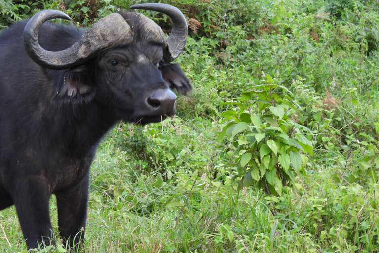 Arusha: Safari de 5 días a Tarangire, Lago Manyara y ...