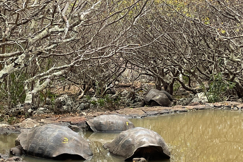 San Cristóbal Island: Highlands Tour with Tortoises