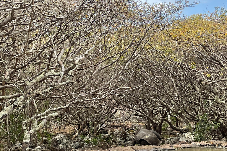 San Cristóbal Island: Highlands Tour with Tortoises